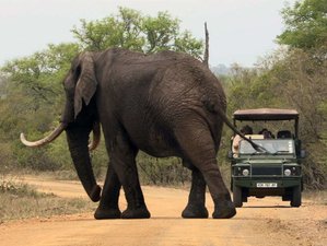 3 Day Kruger National Park and Sabi Sand Luxury Tented Lodge Safari in South Africa