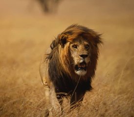 09 días de safari fotográfico de la Gran Migración en Tanzania, Serengeti y el cráter del Ngorongoro - Photo 1