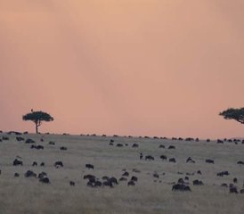 6 Tage Safari-Tour am Lake Manyara, Serengeti, Ngorongoro-Krater und Tarangire in Tansania - Photo 4