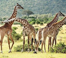 5-Daagse Kenia Safari Tour - Hell's Gate, Lake Naivasha, Lake Nakuru en Masai Mara - Photo 3