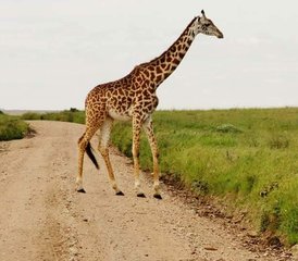 10 jours en stage de safari en famille au Kenya et en Tanzanie - Photo 5