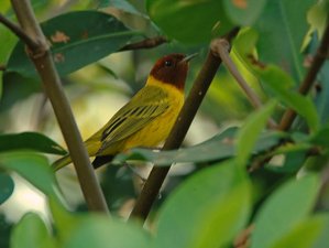 7 días de ruta de observación de aves endémicas y vida salvaje en Baja California Sur