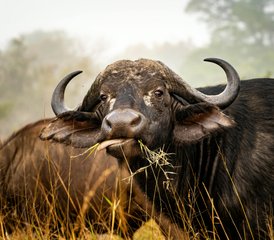 104 Tage Luxus-Zeltsafari im Kruger-Nationalpark in Südafrika - Photo 1