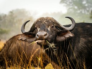 4-Daagse Luxe Safari in Kruger in Zuid-Afrika