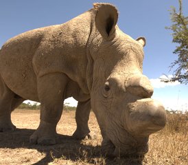 5 Tage Beste Samburu- und Aberdare-Safari in Kenia - Photo 4