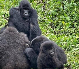 3-Daagse Safari van Dichtbij met Gorilla’s in Mgahinga Gorilla Nationaal Park Oeganda - Photo 4