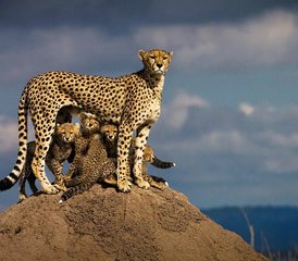 13 jours en stage familial de safari animalier au Kenya et séjour à Diani Beach - Photo 5
