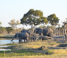 19-Daagse Authentieke Mobiele Safari in Tenten in Chobe National Park en Moremi Game Reserve, Botswana - Photo 1