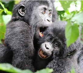 14 días de fascinante safari por la Perla de África en los parques de Uganda con caminatas y cruceros en barco - Photo 4