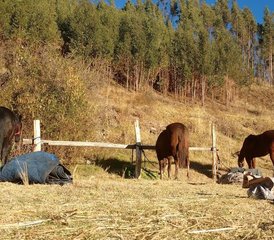 2 Tage Reiturlaub mit Andiner Identität in der Region Cusco, Peru - Photo 4