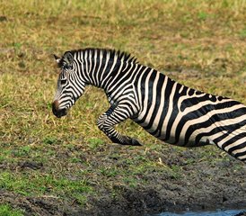 6 días de safari privado en el sur de Tanzania: Nyerere, Mikumi, Ruaha y disfruta de un pintoresco safari en barco - Photo 4