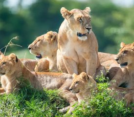 4 Day Ndutu Safari: Witness The Great Migration Calving Season in Tanzania - Photo 2