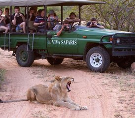 5 Day Lodge and Treehouse Safari in Balule Nature Reserve and Kruger National Park, South Africa - Photo 3