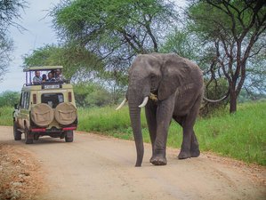7-Daagse Ervaar de Big Five van Tanzania op Kampeer Safari