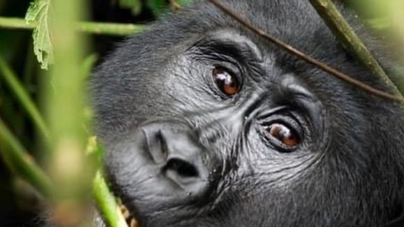 15 Tage Uganda Gorillas, Schimpansen und Wildtier-Safari