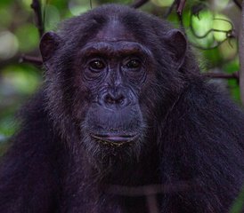 4-Daagse Gombe Chimpansee Trekking en Jane Goodall Legacy Safari in Tanzania - Photo 5
