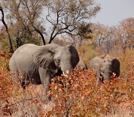 12-Daagse Zimbabwe Hoogtepunten Safari en Natuur Victoria Falls Chobe Hwange Erfgoed en Hooglanden - Photo 5