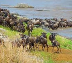 3 Day Tarangire, Manyara, and Crater Small Group Safari in Tanzania - Photo 4
