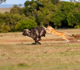 4 Day Great Migration in Maasai Mara and Lake Nakuru Safari, Kenya - Photo 4