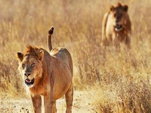 7 jours safari Big Five à Amboseli, Naivasha, Nakuru et Masai Mara, Kenya