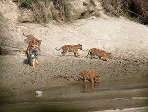 5 Day Thrilling Wildlife Tour in Bardiya National Park, Bheri Zone