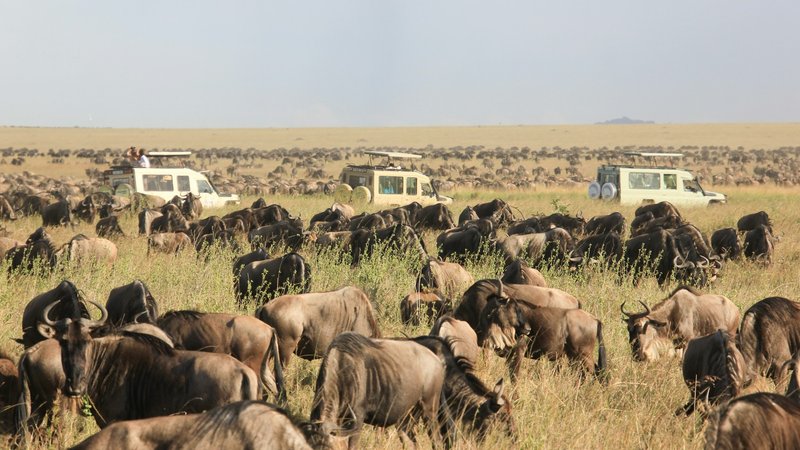 10 Day Calving Season Safari in Tanzania