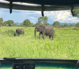 3 jours safari dans le parc national de Mikumi en Tanzanie et village masaï en jeep - Photo 5
