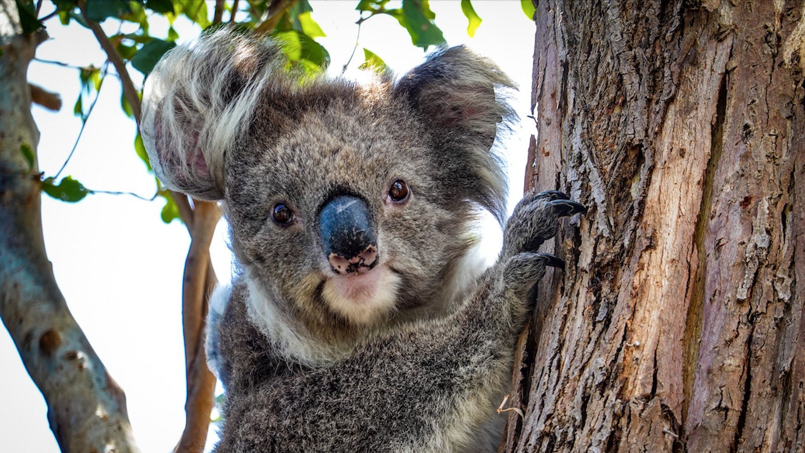 koala tours oman