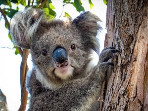 Safaris de koalas
