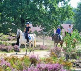 6 Tage Reittour mit Gestüt, Windmühlen und ganzer Tag bei Military Boekelo in den Niederlanden - Photo 2