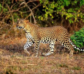 3 Day Sinharaja Rainforest and Yala Safari Adventure in Sri Lanka - Photo 4