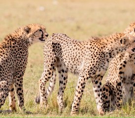 3 Tage Tsavo-Ost- und Taita-Hills-Safari in Kenia - Photo 4