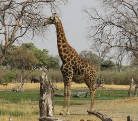 5-Daagse Big Five Safari in Moremi Game Reserve, Okavango Delta, Botswana - Photo 5