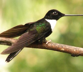 8 jours aventure nature, culture et faune entre l’Équateur continental et les îles Galápagos, Équateur - Photo 2