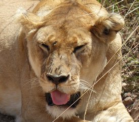 4 jours en stage de safari au Masai Mara et au parc national du lac Nakuru au Kenya - Photo 2