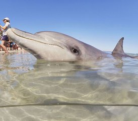 54 días de tour con alojamiento desde Perth, Australia, hasta Monkey Mia con circuito costero de delfines - Photo 1