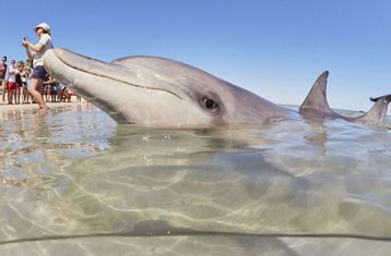 4 días de tour con alojamiento desde Perth, Australia, hasta Monkey Mia con circuito costero de delfines
