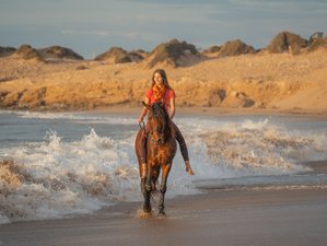 Full-Day Non-Residential Horse Riding Experience in Sidi Kaouki, Morocco