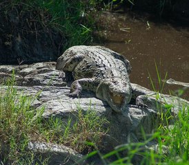 5 Tage Tansania-Safari in der Serengeti und den Ngorongoro-Hochländern und Krater - Photo 5
