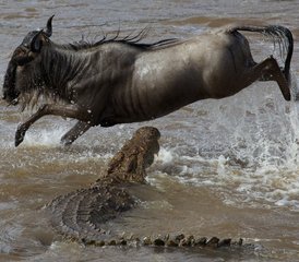 5 Tage Masai Mara, Nakurusee und Sweetwaters Safari in Kenia - Photo 2