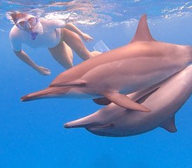 8 Tage Delfin Yoga Retreat - Schwimmen mit freilebenden Delfinen, Yoga und mehr in Ägypten - Photo 5