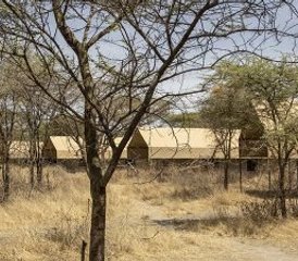 3 días de safari privado de la época de cría de ñus en Serengeti y Ngorongoro, Tanzania - Photo 4