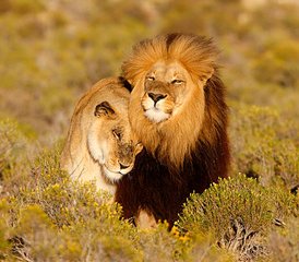 2-Tage-Tansania-Safari: Erkunden Sie den Tarangire Nationalpark und den Ngorongoro-Krater - Photo 4