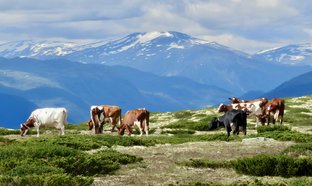 Gudbrandsdalen Retiros y Viajes