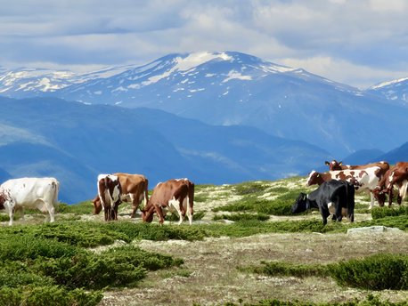 Gudbrandsdalen