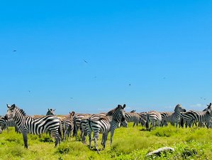10 Day Northern Tanzania Mid-Range Safari 
