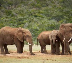 3-Daagse Safari voor Een Wilde Ontmoeting in Murchison Falls National Park, Oeganda - Photo 4