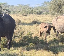 5-Daagse Maasai Mara en Lake Nakuru Groeps Safari in Kenia - Photo 5