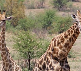 3 días de safari en la Cuna de la Humanidad, Sun City y Pilanesberg, Sudáfrica - Photo 2