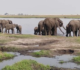 6 jours safari explorateur aux chutes Victoria et dans le parc de Chobe, Zimbabwe et Botswana - Photo 5